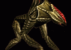 gfx_reedshark